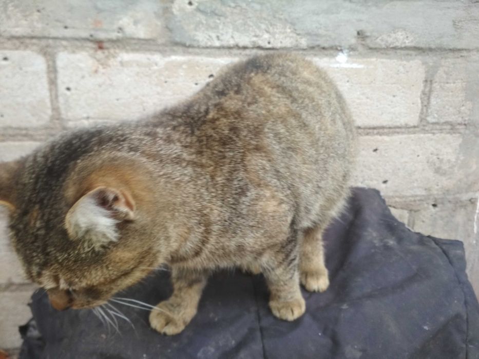 Кішку отдамо в хороші руки