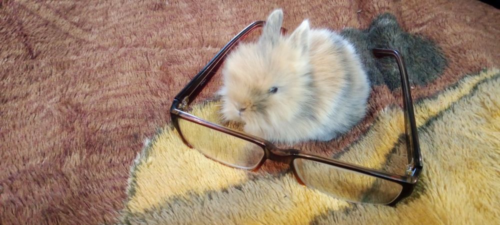 Декоративные Минни кролики