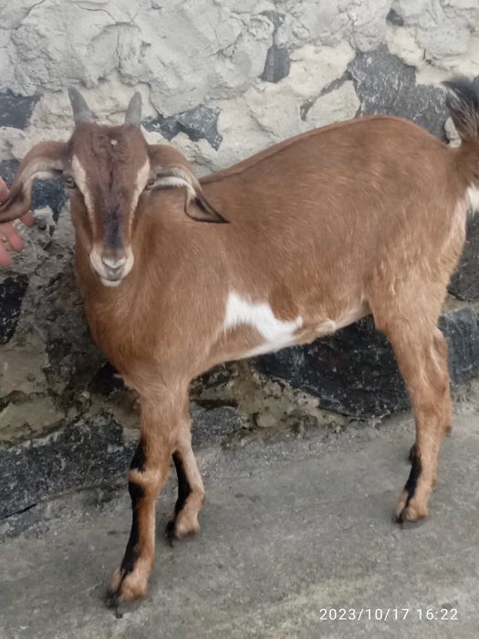 Козочка "Нубійської"породи!