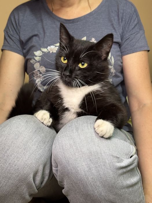 Подарю  молодую кошечку