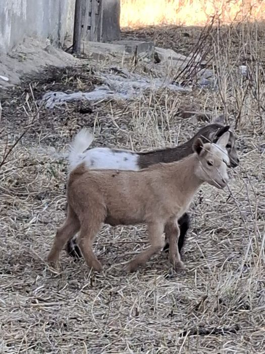 Cabras anãs para venda - Coruche