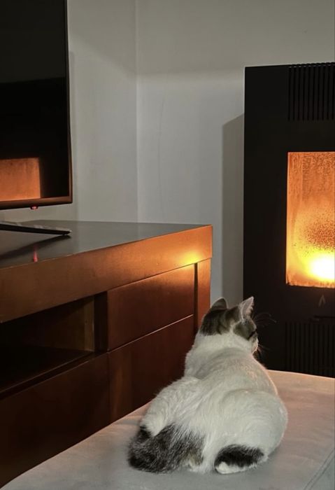 Salamandra a pellets com 3 anos