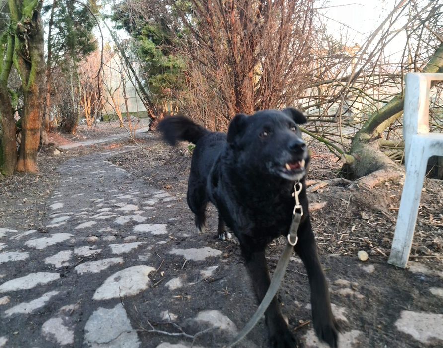 Spokojny Robin do adopcji!!! Pieski dowozimy!!!