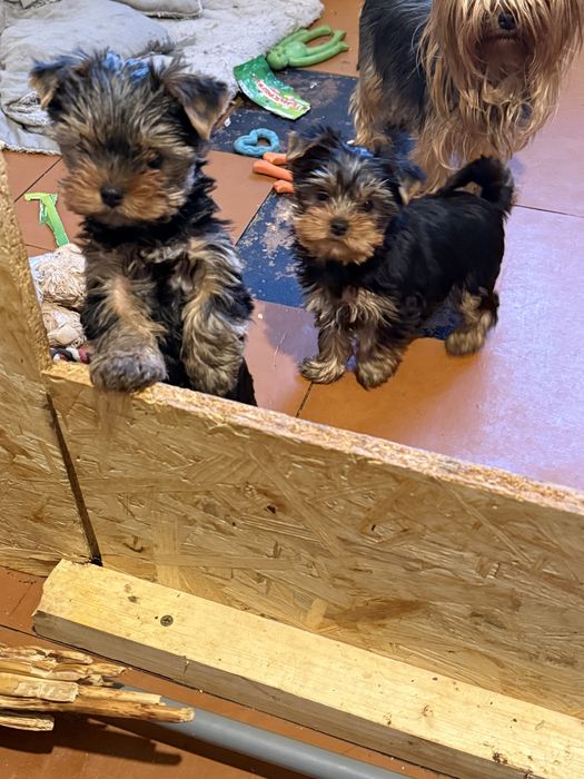 Маленька принцеса