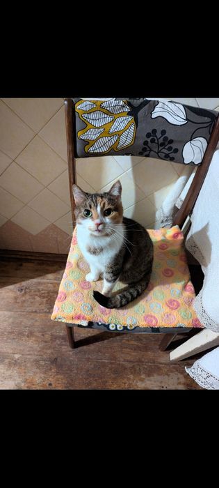 Кошечка шукає нову родину