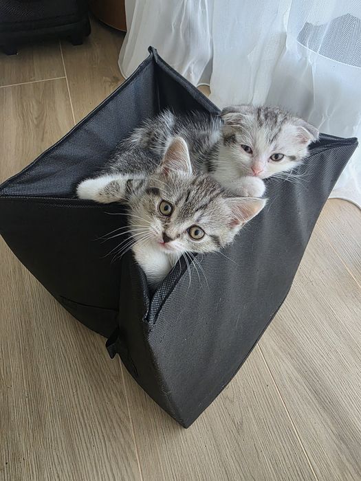 кошенят у добрі руки