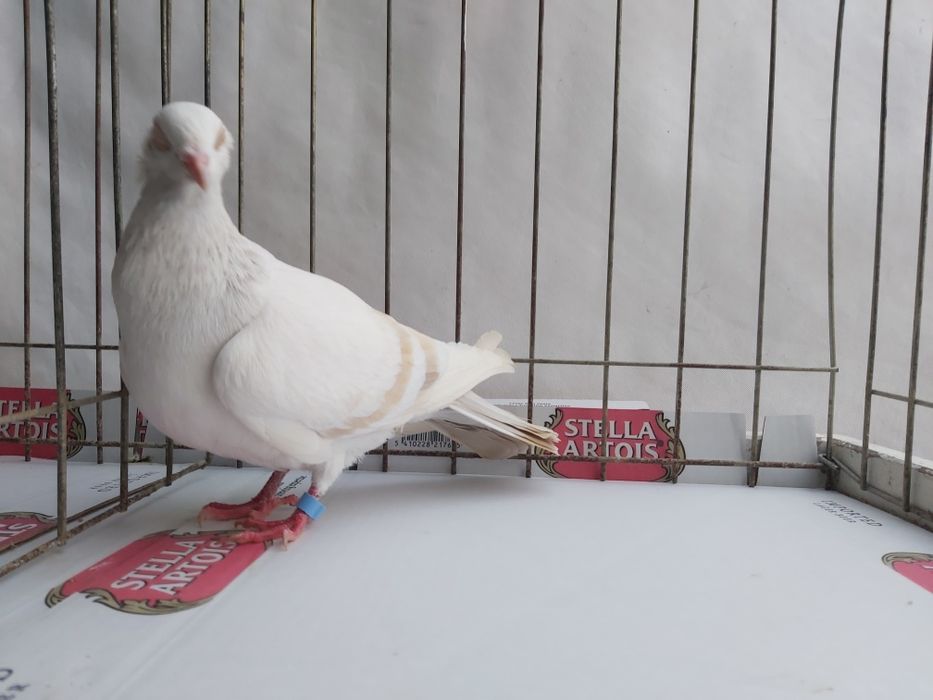 Gołębie Jasne Masłowe