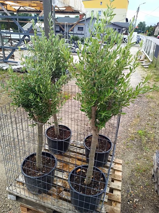 Drzewo drzewko oliwne Olea europaea  150-170 cm  Dostawa cała Polska