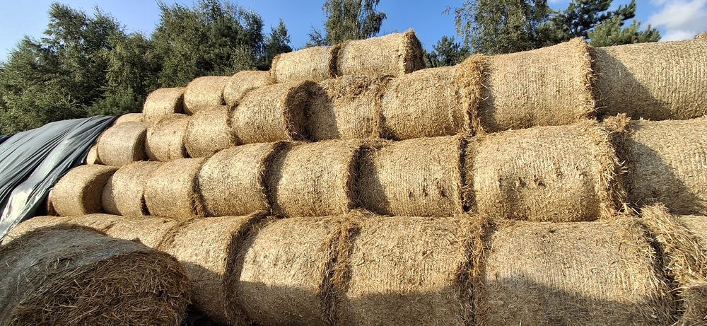 Słoma Żytnia tegoroczna