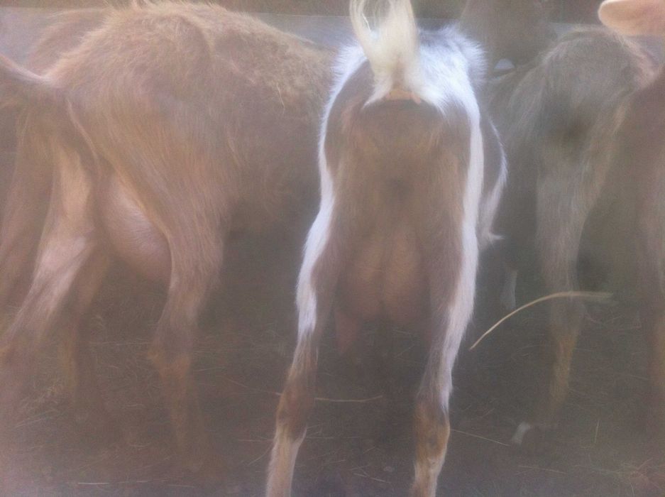 козочки 1.5 года. 2. литра в сутки. Козлята 6. месяцев на молоке.