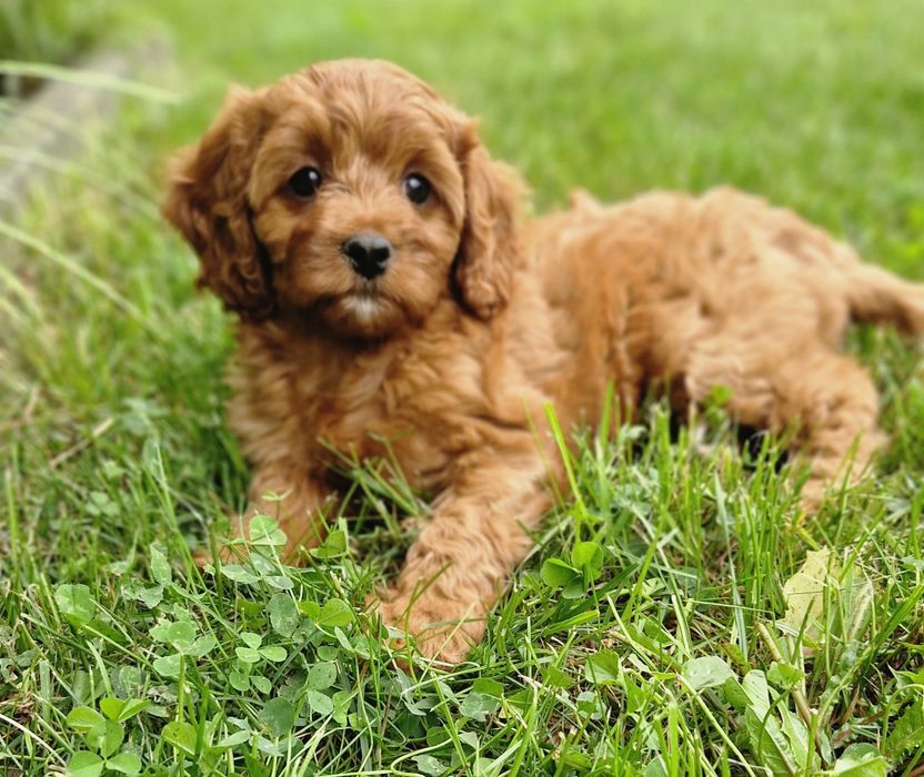Sunia cavapoo f1