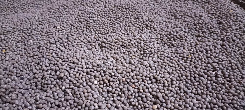 Łubin gorzki czyszczony