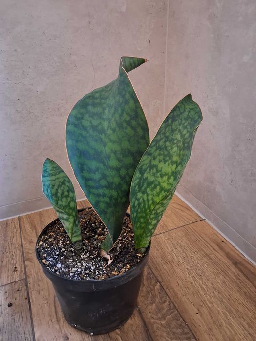 Sanseveria masoniana
