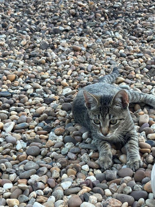 Gatinhos bebés para adoção responsável