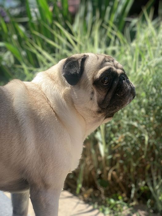 Шукаємо дівчинку для мопса