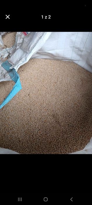 Łubin biały wąskolistny Boregine, czyszczony