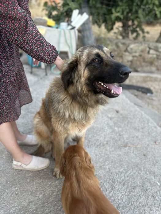 Cão Serra da Estrela para Adoção Responsável