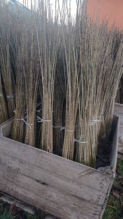 Podkładka Colt, Ałycza, gruszka KONFERENCJA pigwa s1