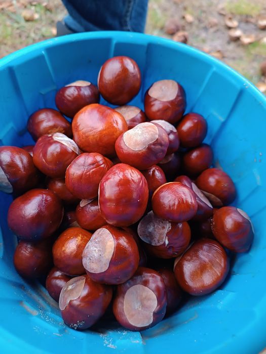 Kasztany tegoroczne 10kg