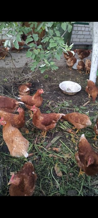 Продам курей Ломан Браун.