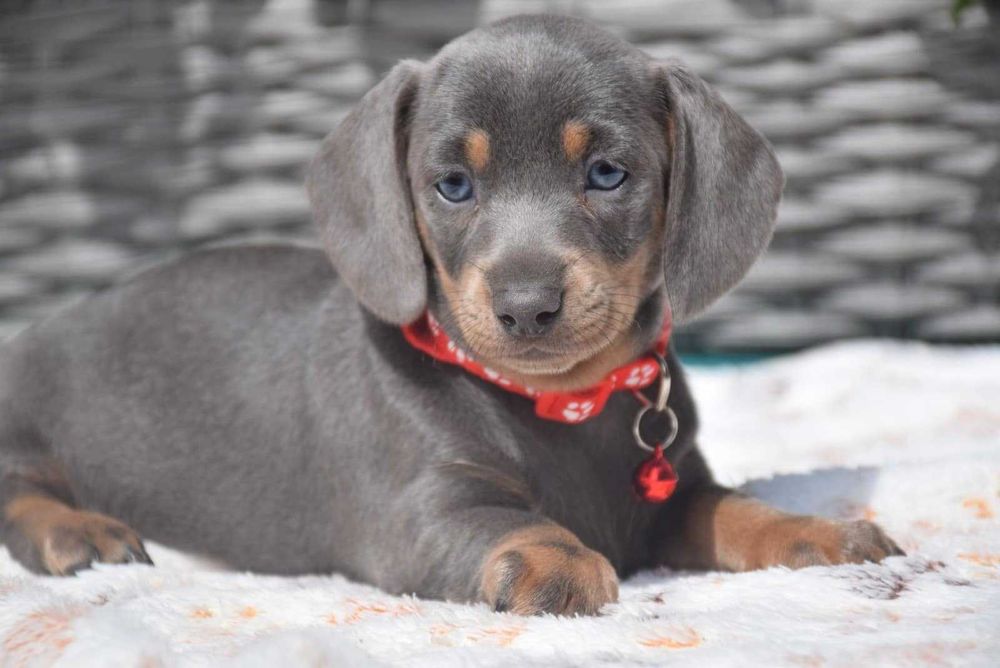 Teckel blue disponível