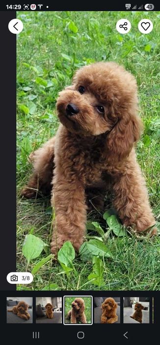 Pudel miniaturowy red