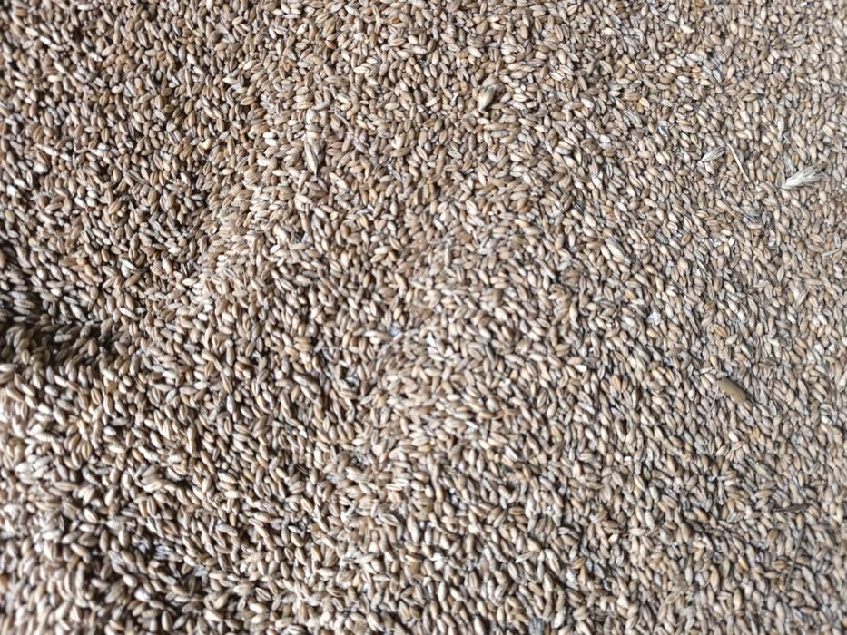 Pszenżyto ozime Tadeus