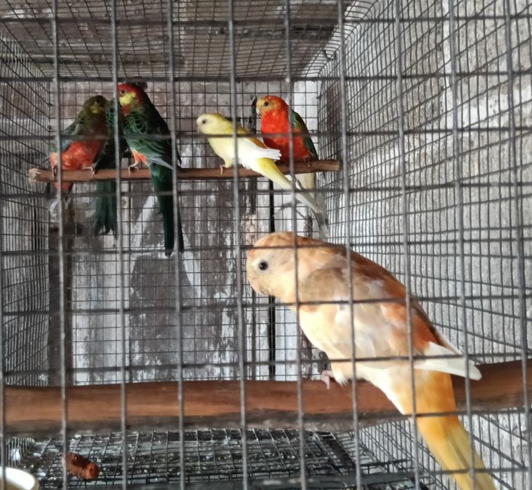 Psitacideos de qualidade