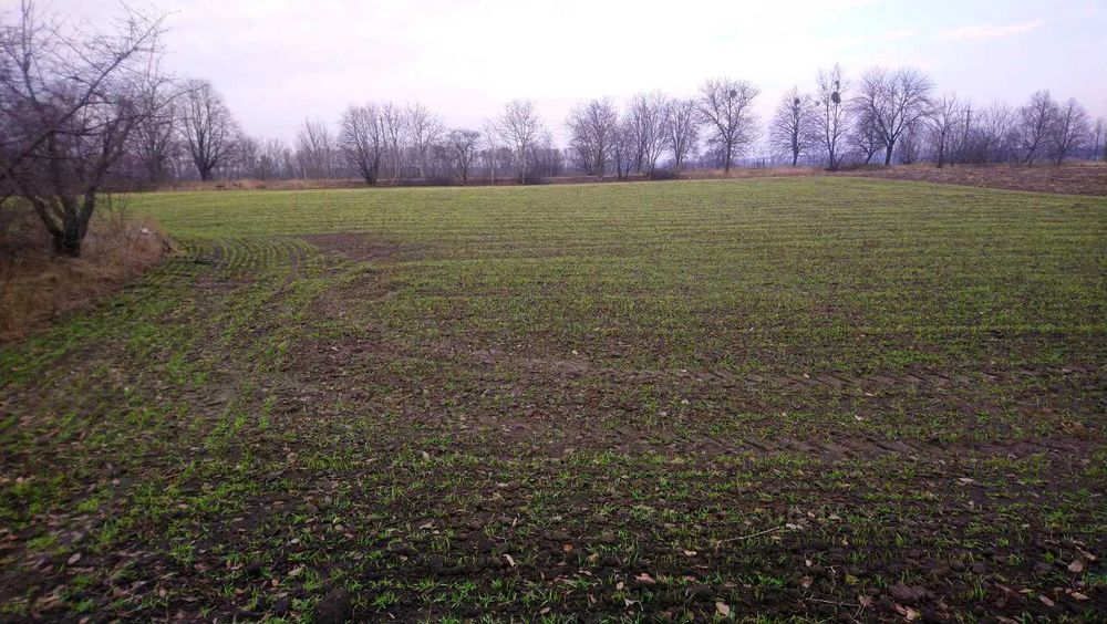 Терміново! Продається приватизована земельна ділянка (під будівництво)