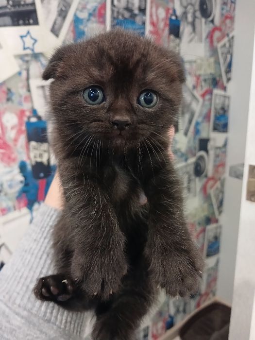 Продам кошенят...