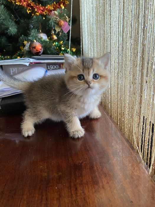 Шотландчики найчарівніші