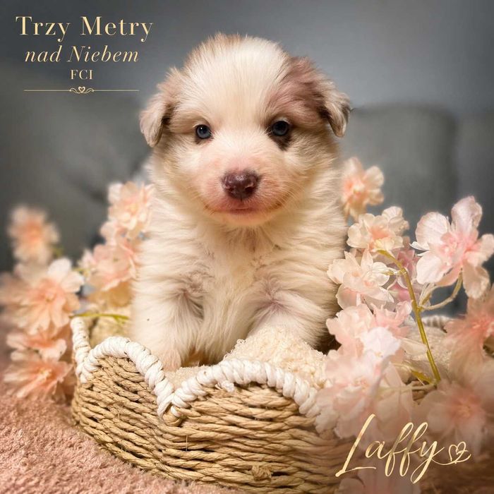 Border Collie Red Merle Rodzice Import Belgia FCI ZKwP