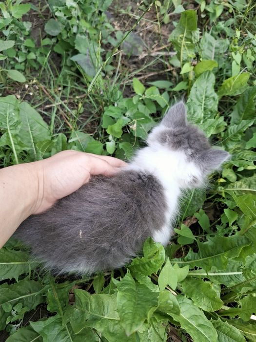 Отдам котят к любящему сердцу котик кошечка котята бесплатно