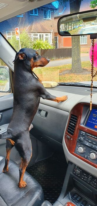 Krycie reproduktor pinczer miniaturowy