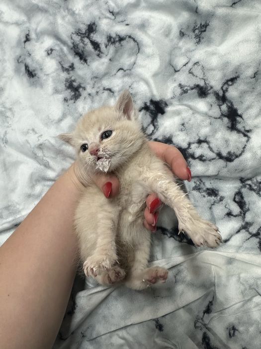 Кошенятка в добрі руки