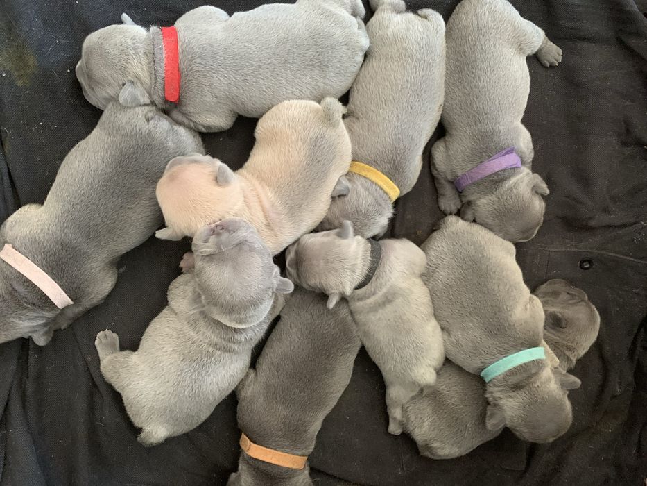 Французький бульдог . Мініатюрні діамантики