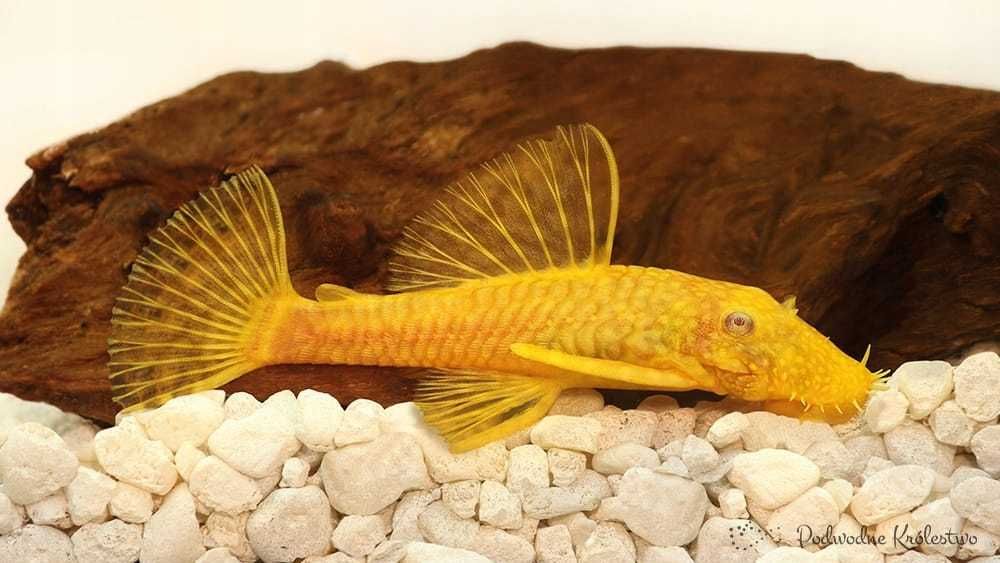 MISIEKZOO na glony - zbrojnik złoty tylko 7 zł