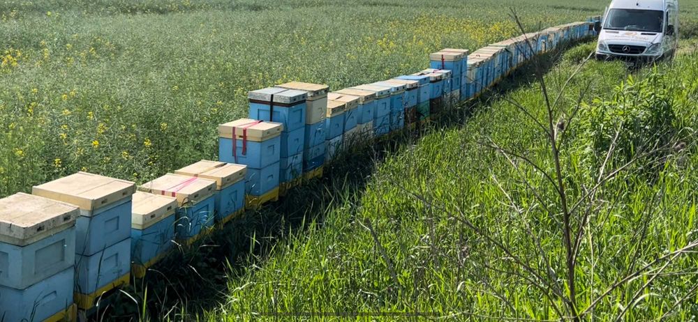 Miód pszczeli hurt,ule