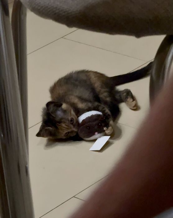 Котики шукають родину