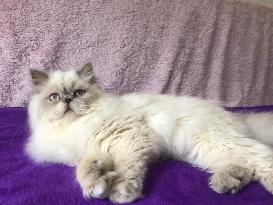 Scottish Straight Highland Negociável