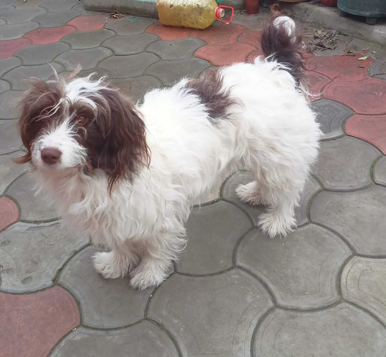 В зв'язку з виїздом віддаю собаку у Миколаєві