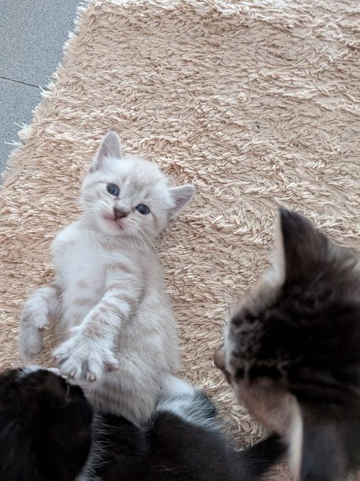 Dou gatos para adopção