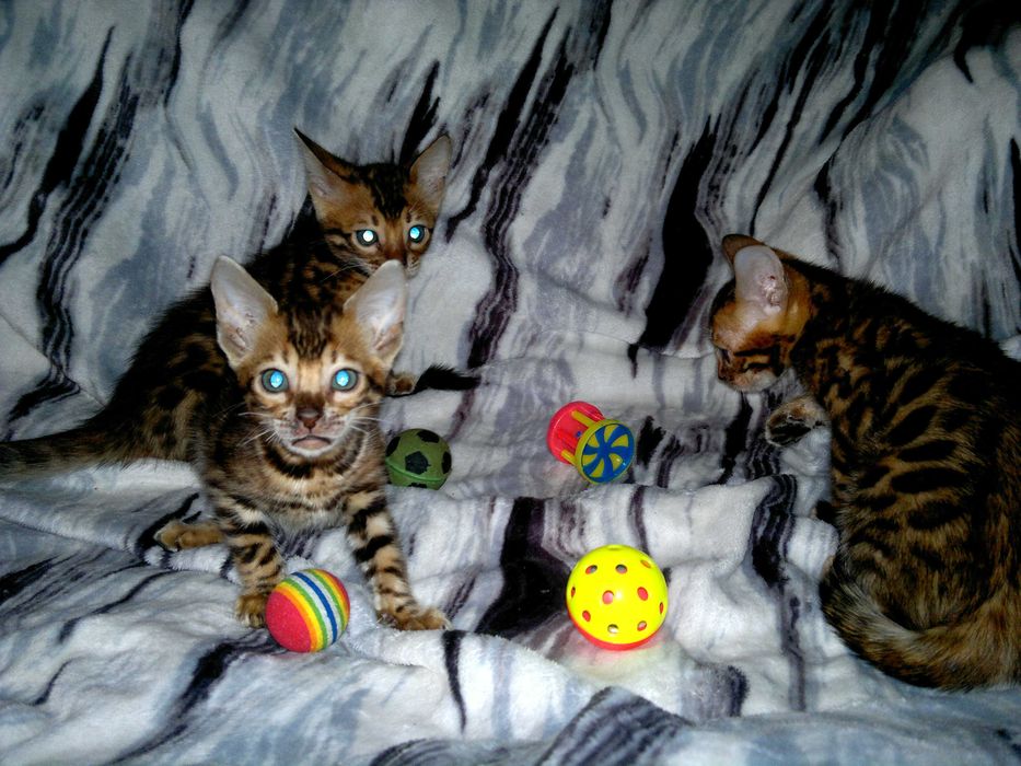 ТОРГ! Леопардові бенгалятка - няшні комочки щастя. Всі в розетку