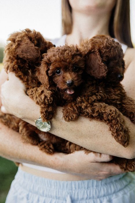 Вязка той пудель Китай