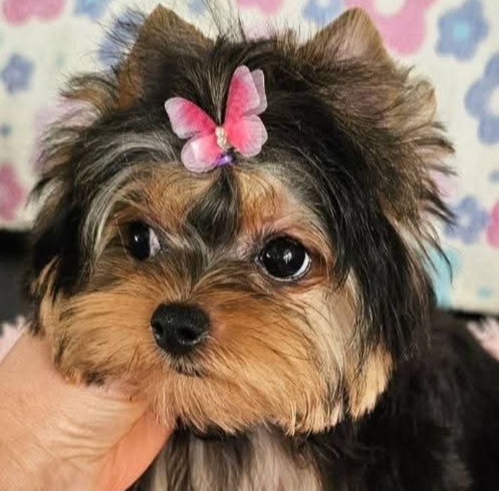 Śliczna unikatowa drobniutka księżniczka Yorkshire Terrier