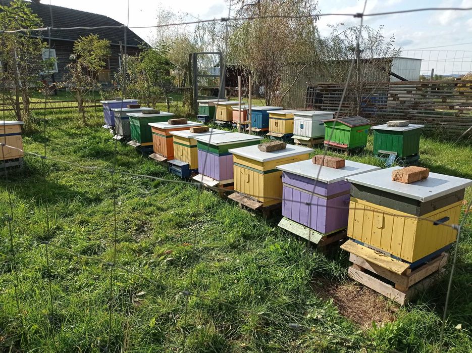 Odkłady pszczele pszczoły krainka dobra alpejka 5 ramkowe wlkp ule