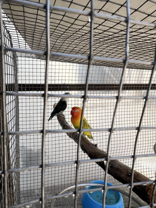 Lote de agapornis fisher