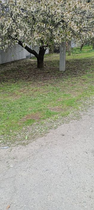 Уборка участков , спил деревьев