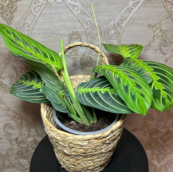 Маранта Лемон Лайм