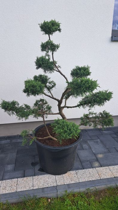 Bonsai Tuja Jałowiec drzewko formowany